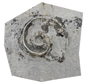 Cephalopod fossil