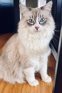 Ascher Prescott, an adorable white and grey cat with striking blue eyes.