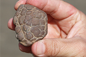 Ironstone Concretion