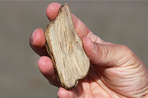 PetrifiedWood-R&F-300x200 Petrified Wood