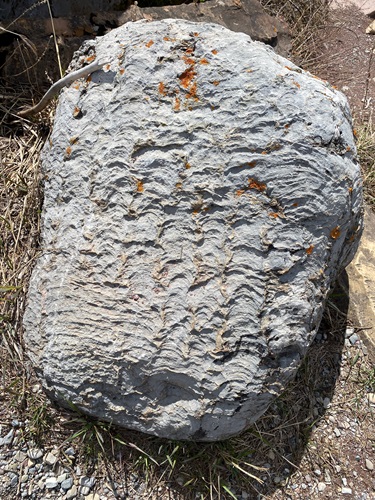 Stromatolite from Red Rock Canyon in Waterton Stromatolite from Red Rock Canyon in Waterton