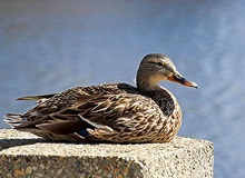 A female mallard makes use of the human-built world around her.